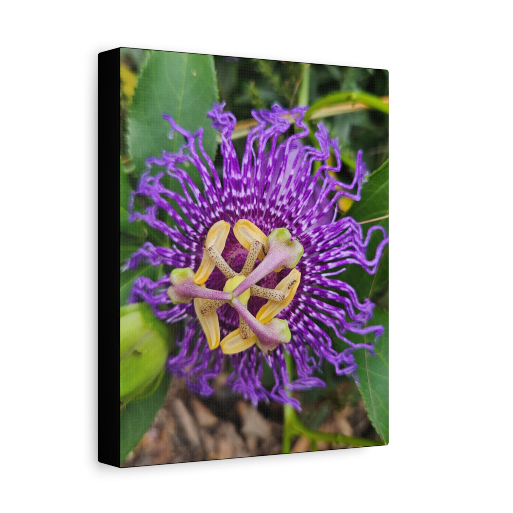 Purple Passionflower Close-Up Matte Canvas Print (Stretched)