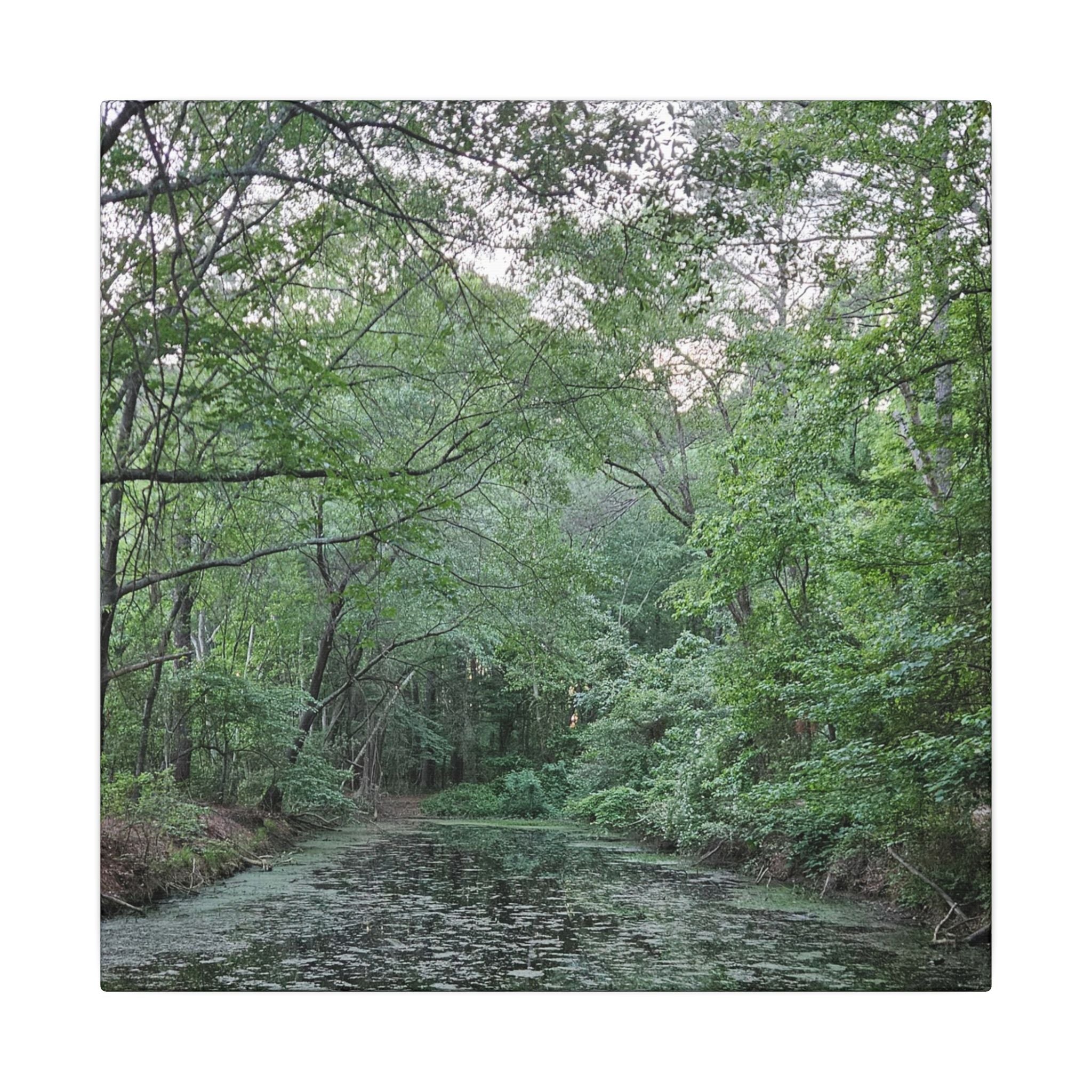 Mossy Pond Canvas Matte Stretched Wall Art