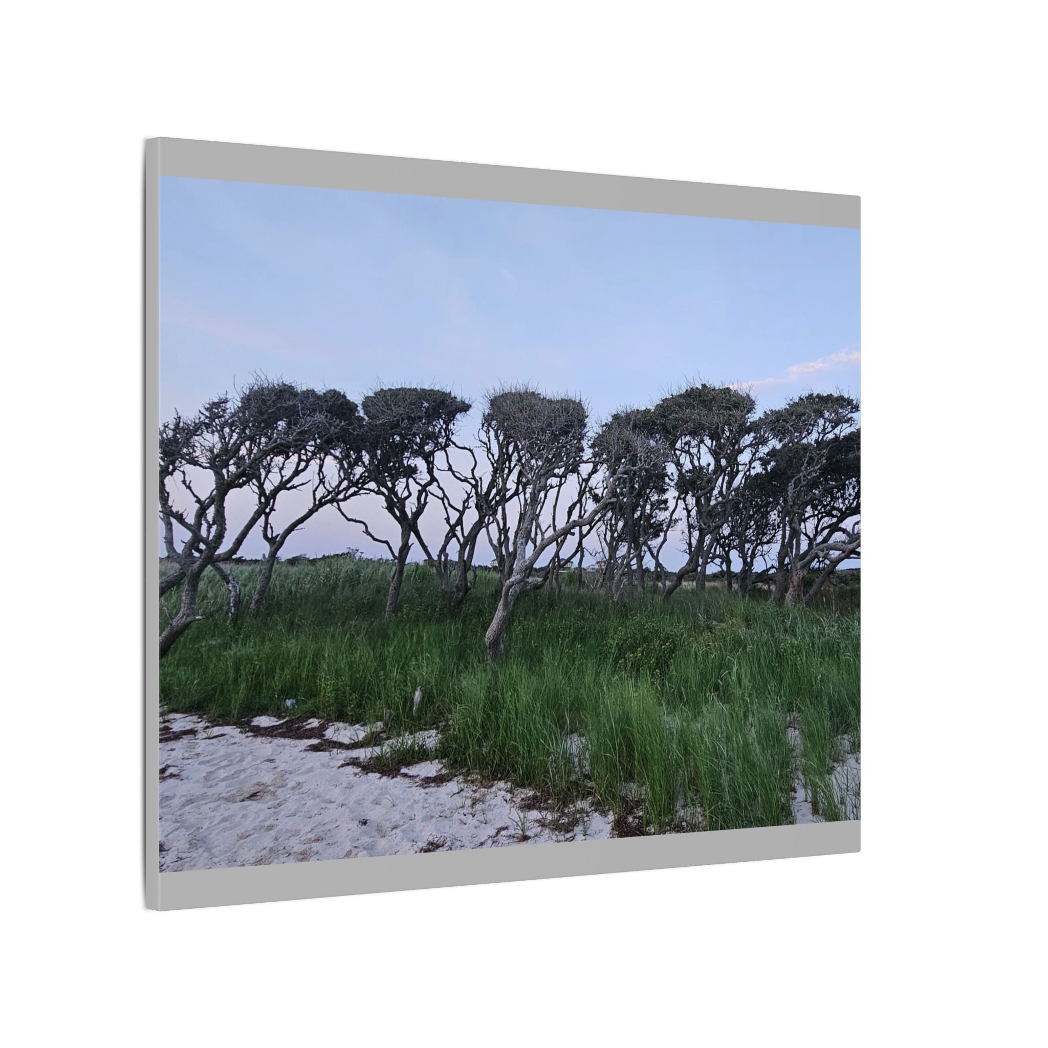 Coastal Windblown Trees Canvas