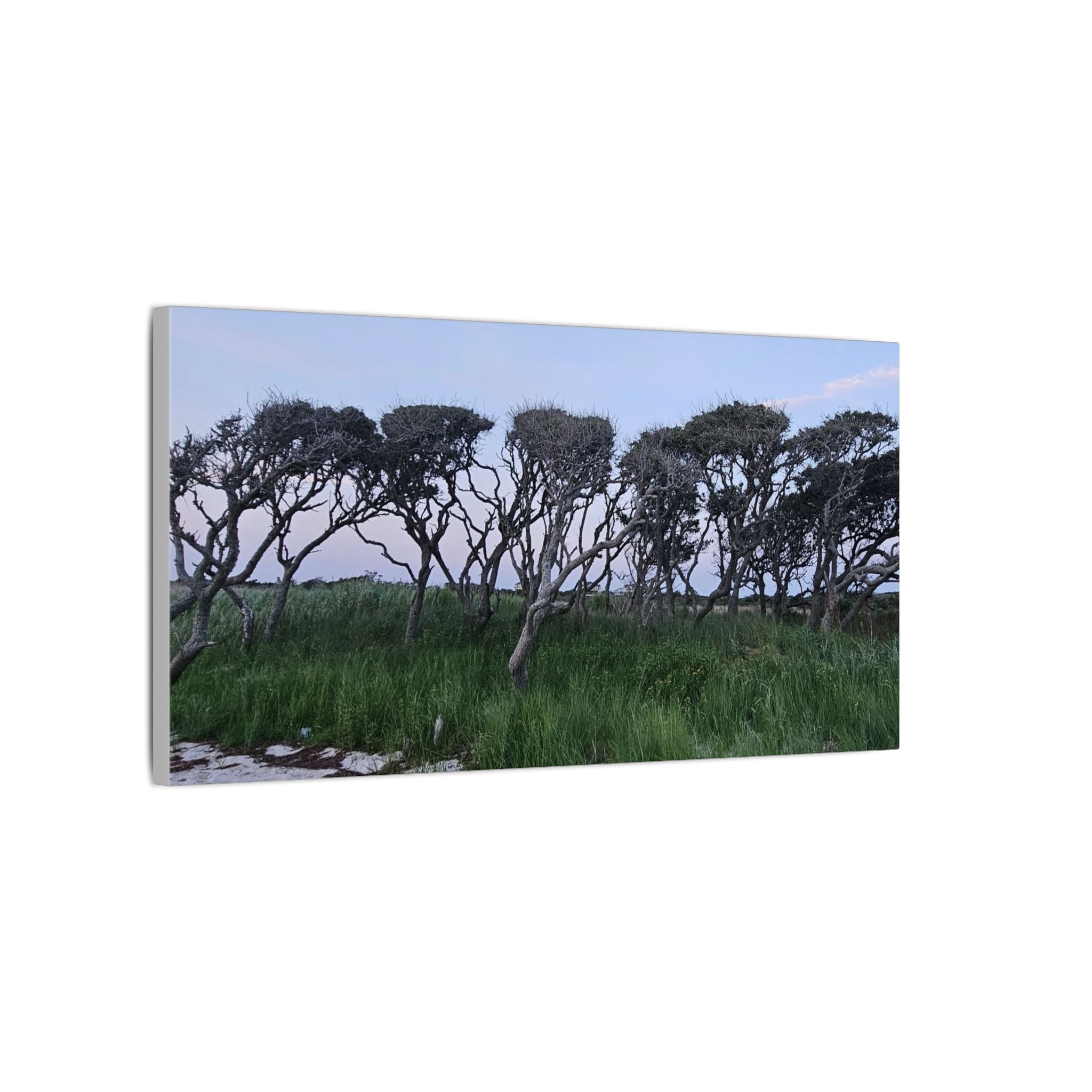 Coastal Windblown Trees Canvas