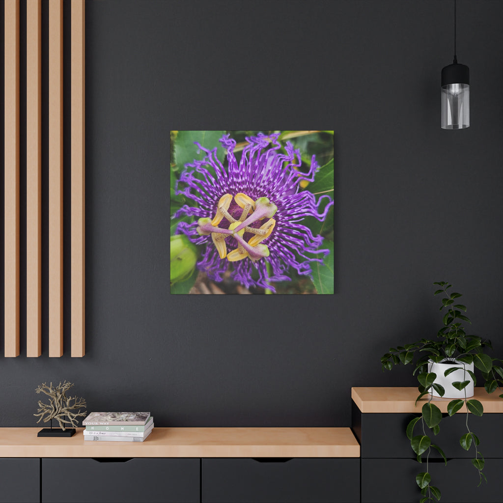 Purple Passionflower Close-Up Matte Canvas Print (Stretched)