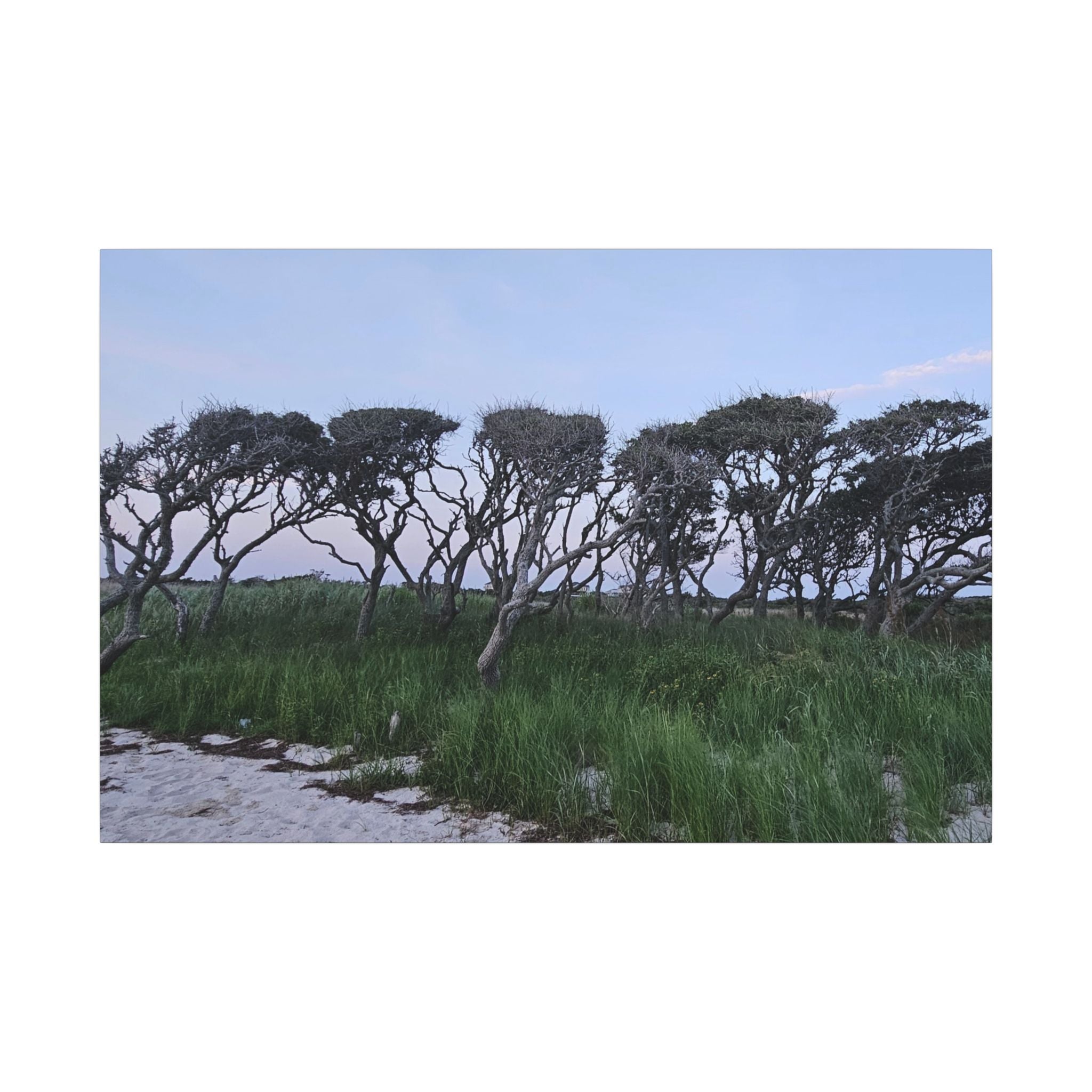 Coastal Windblown Trees Canvas