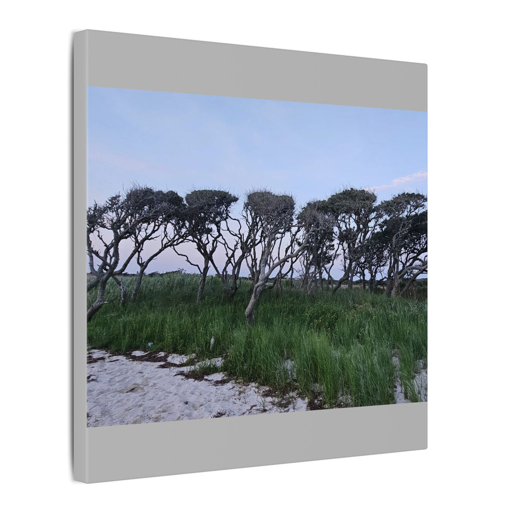 Coastal Windblown Trees Canvas