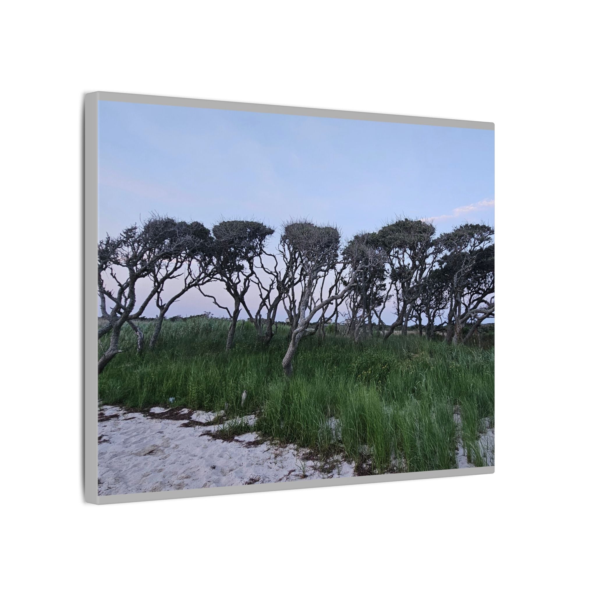 Coastal Windblown Trees Canvas