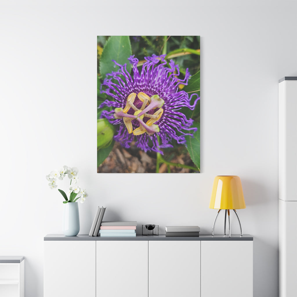 Purple Passionflower Close-Up Matte Canvas Print (Stretched)