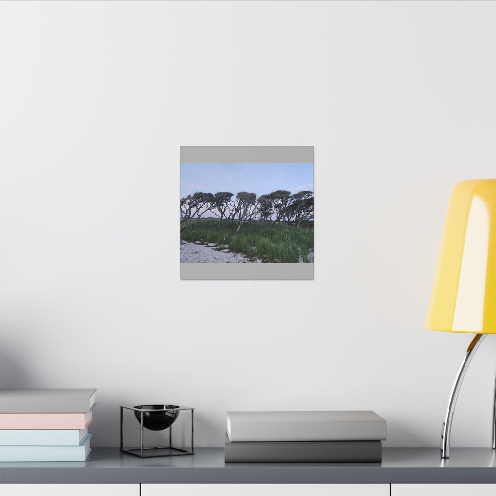 Coastal Windblown Trees Canvas