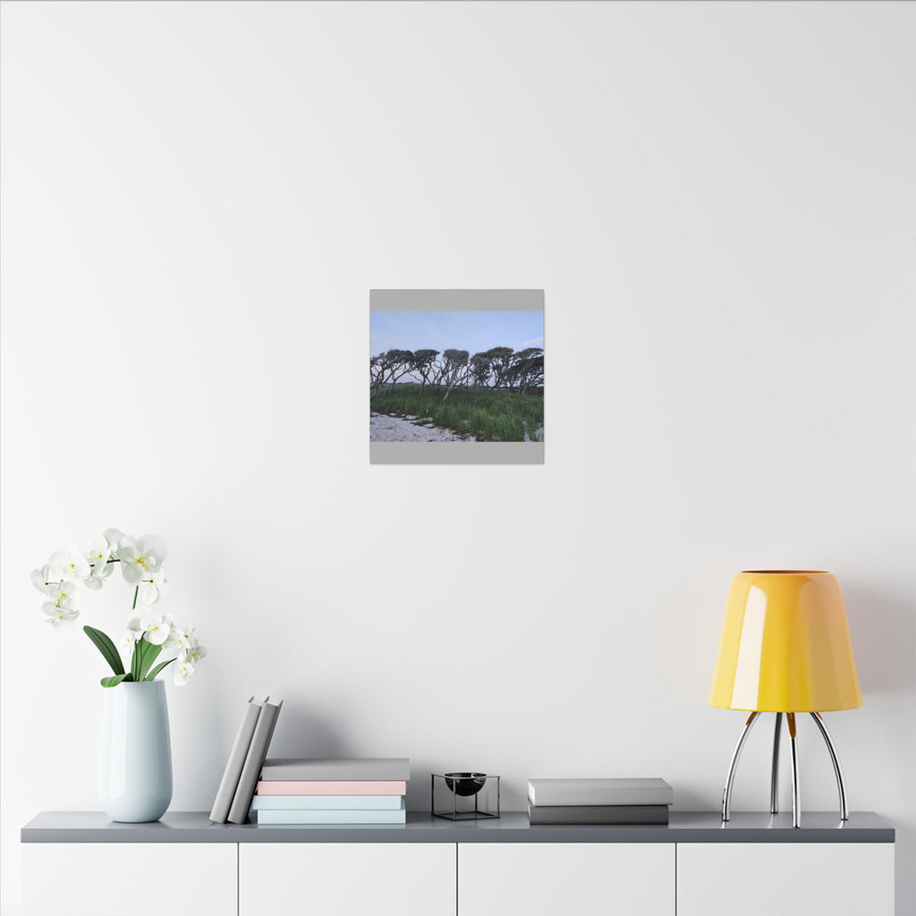 Coastal Windblown Trees Canvas