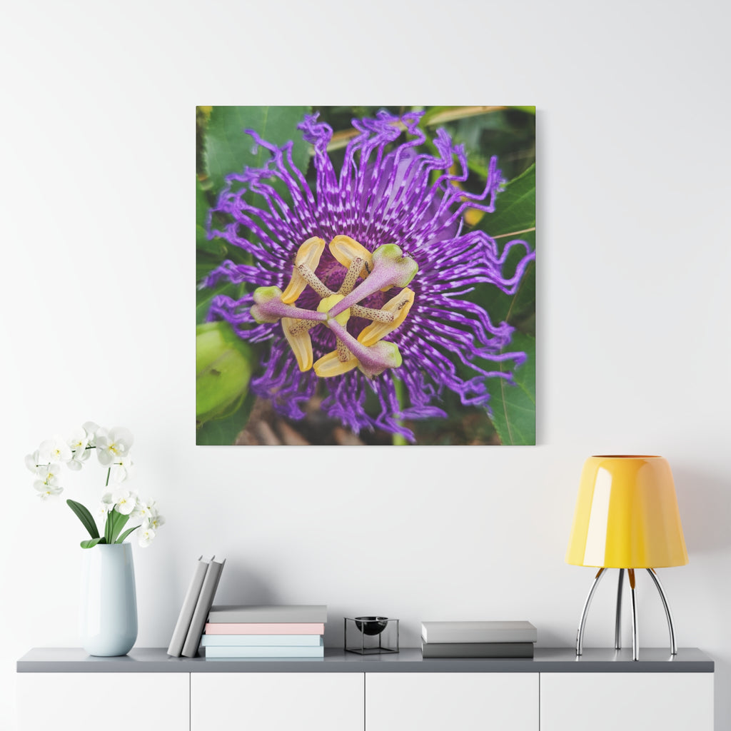 Purple Passionflower Close-Up Matte Canvas Print (Stretched)