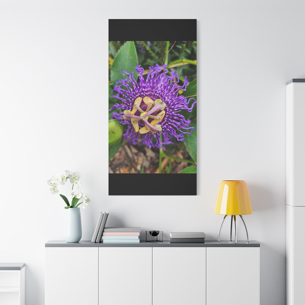 Purple Passionflower Close-Up Matte Canvas Print (Stretched)