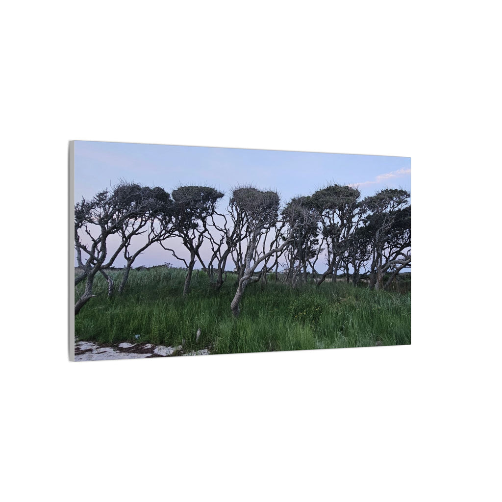 Coastal Windblown Trees Canvas