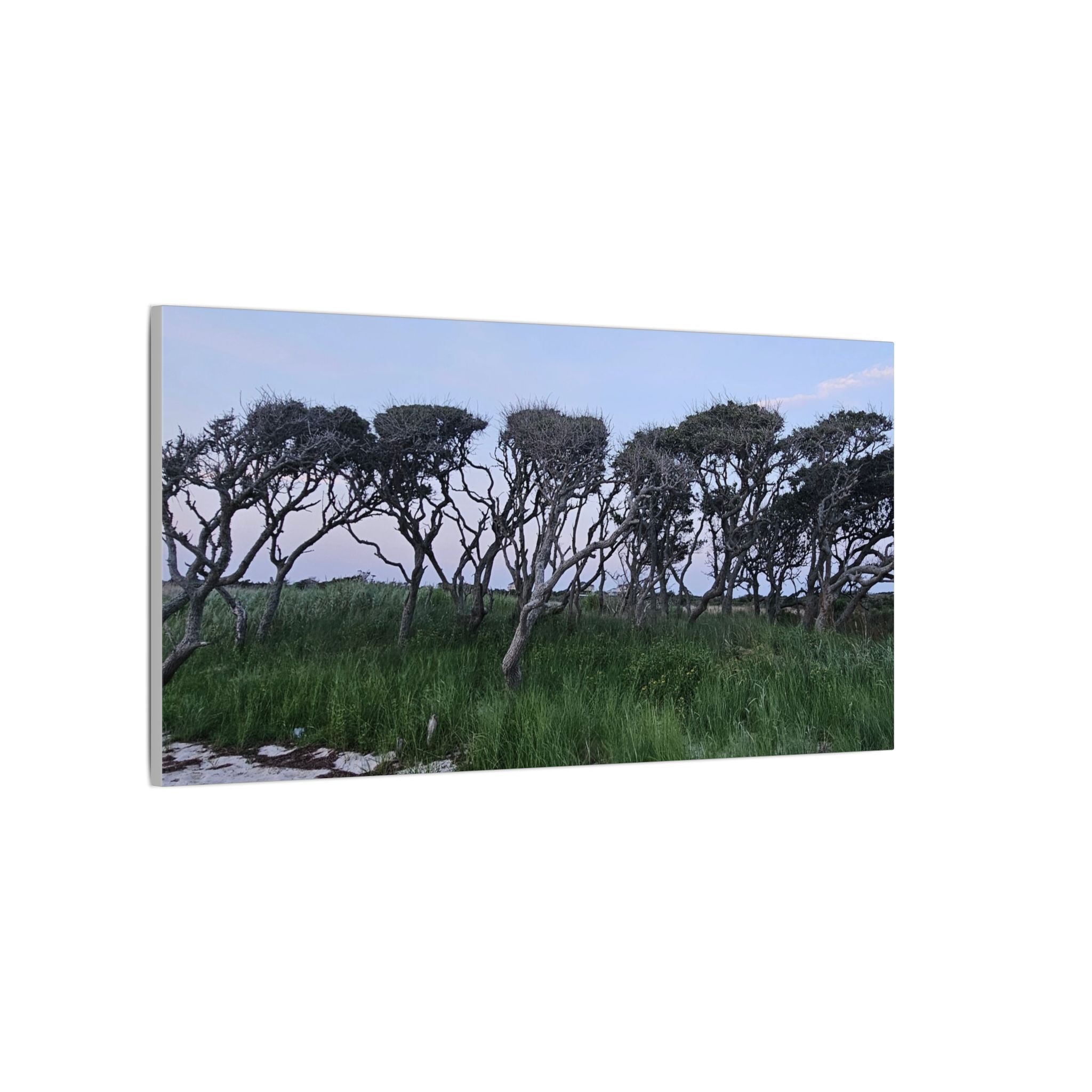 Coastal Windblown Trees Canvas