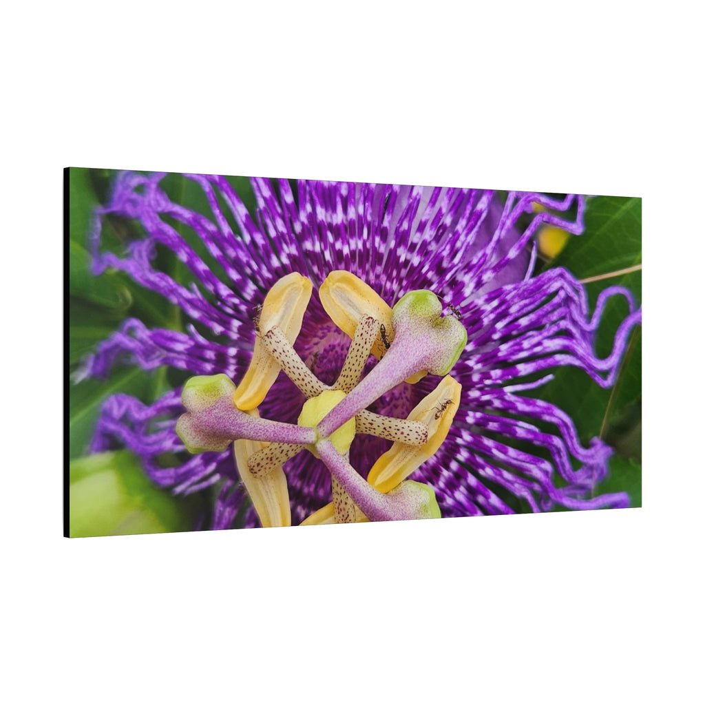 Purple Passionflower Close-Up Matte Canvas Print (Stretched)