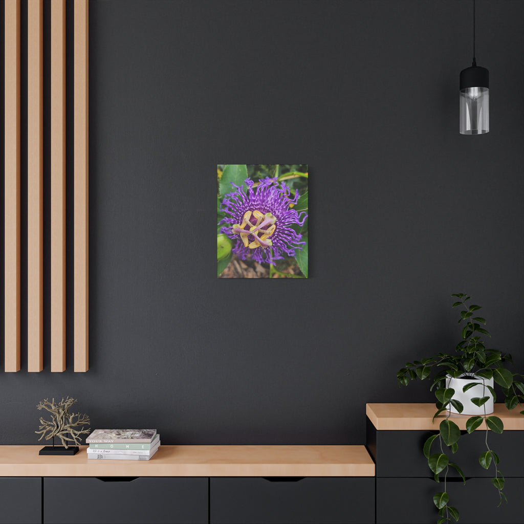 Purple Passionflower Close-Up Matte Canvas Print (Stretched)