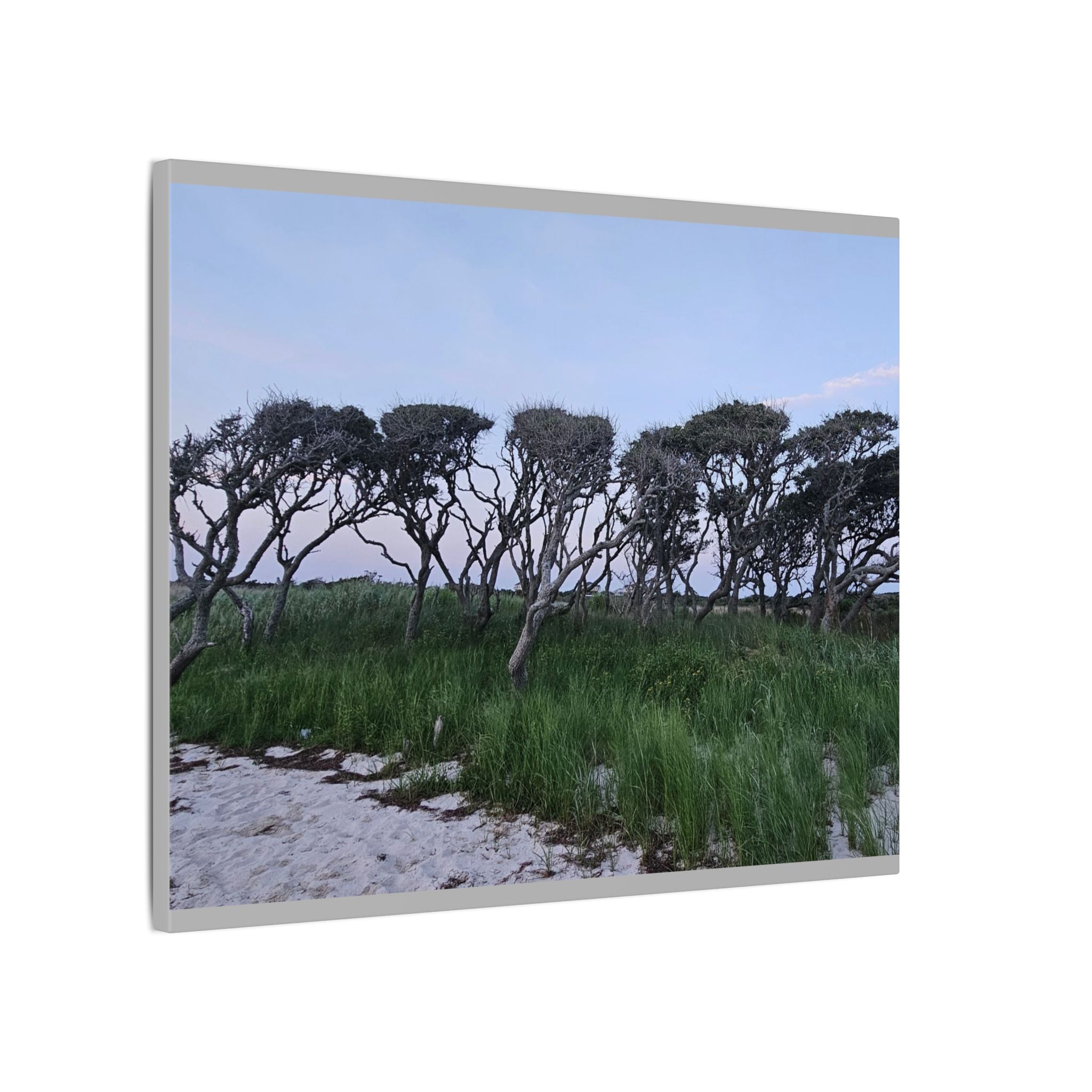 Coastal Windblown Trees Canvas
