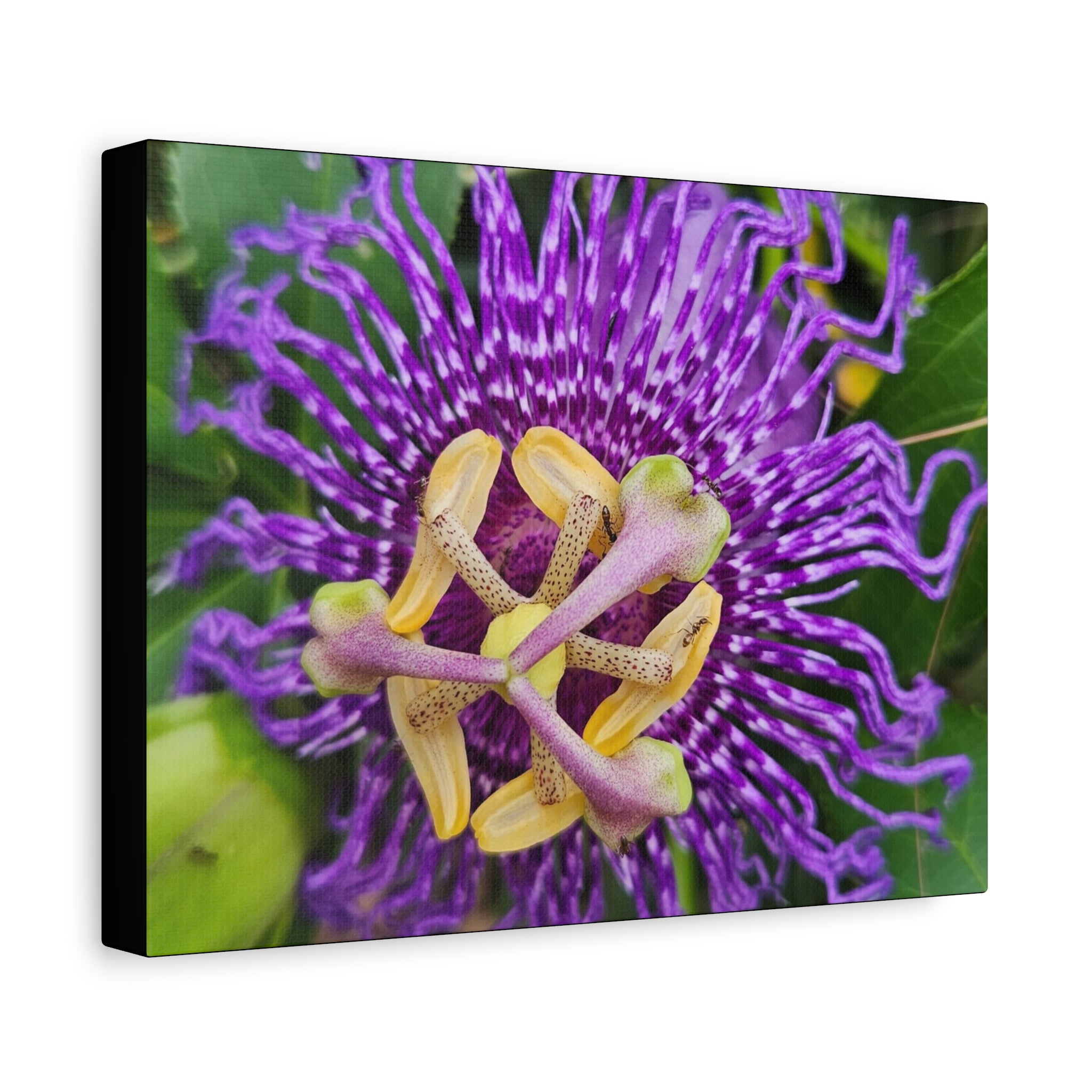 Purple Passionflower Close-Up Matte Canvas Print (Stretched)