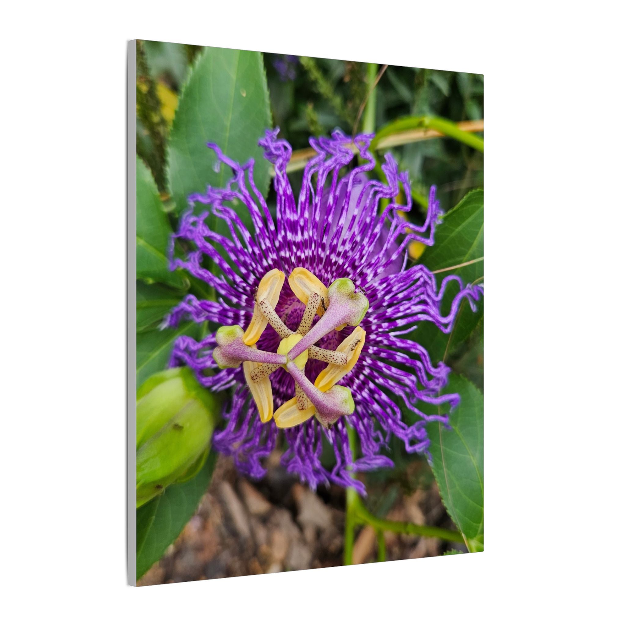 Purple Passionflower Botanical Canvas