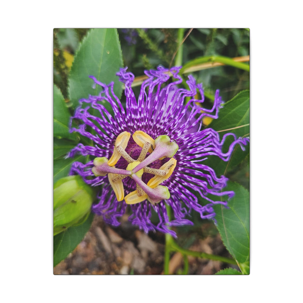 Purple Passionflower Botanical Canvas