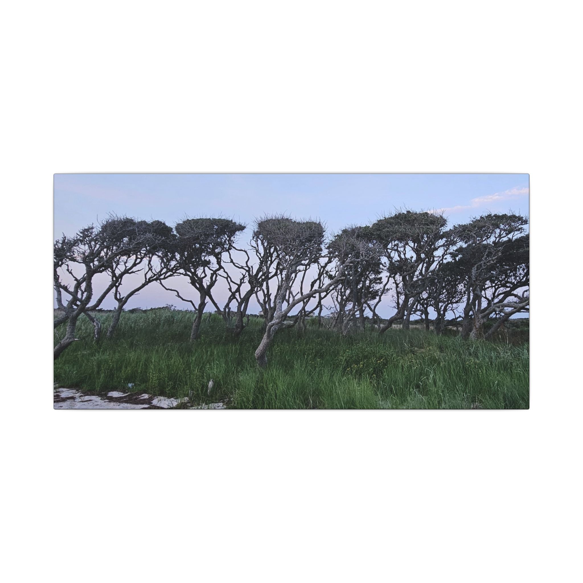 Coastal Windblown Trees Canvas