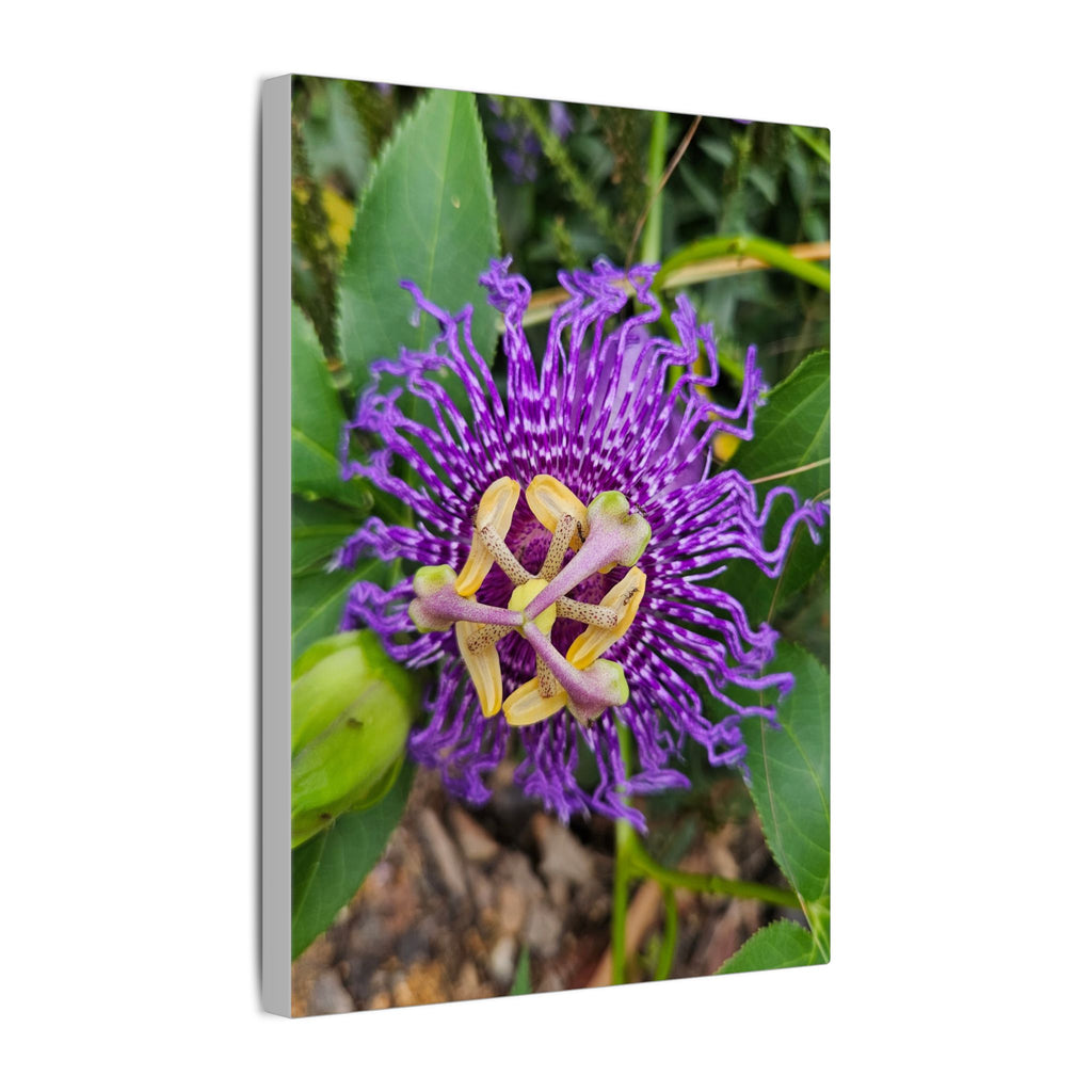 Purple Passionflower Botanical Canvas