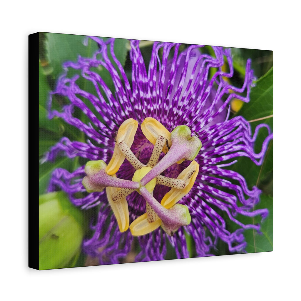 Purple Passionflower Close-Up Matte Canvas Print (Stretched)