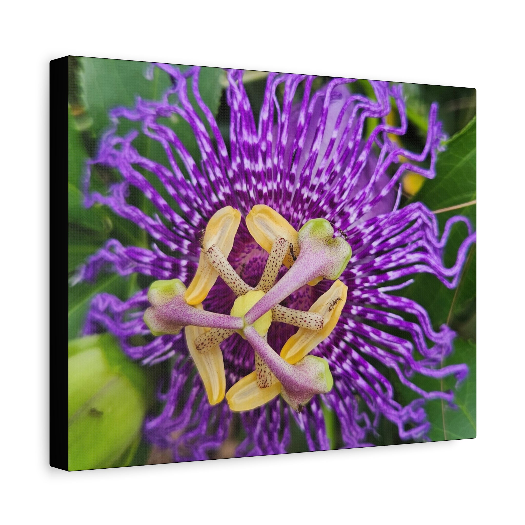 Purple Passionflower Close-Up Matte Canvas Print (Stretched)