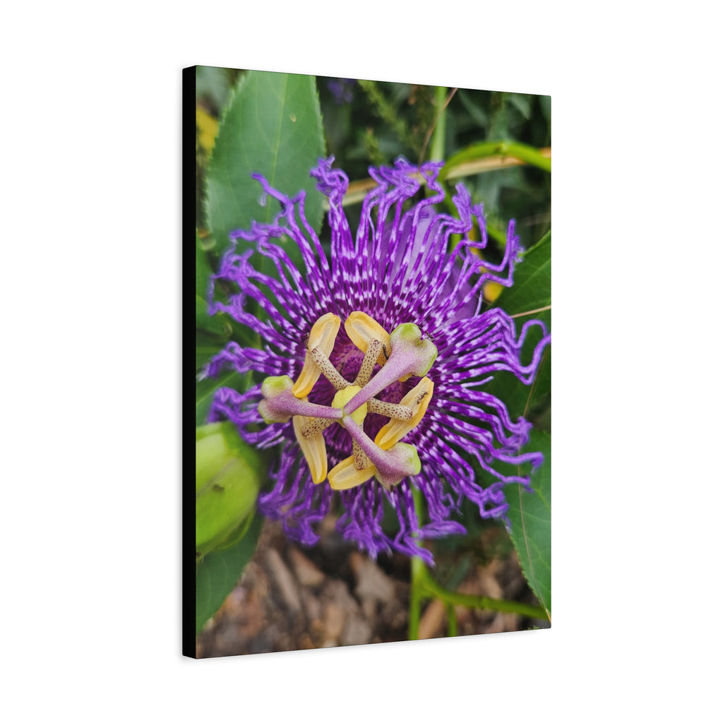 Purple Passionflower Close-Up Matte Canvas Print (Stretched)