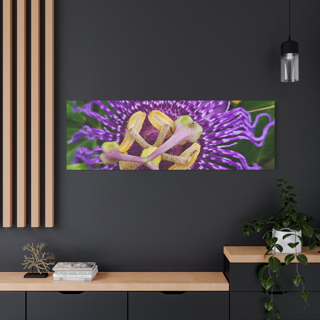 Purple Passionflower Close-Up Matte Canvas Print (Stretched)