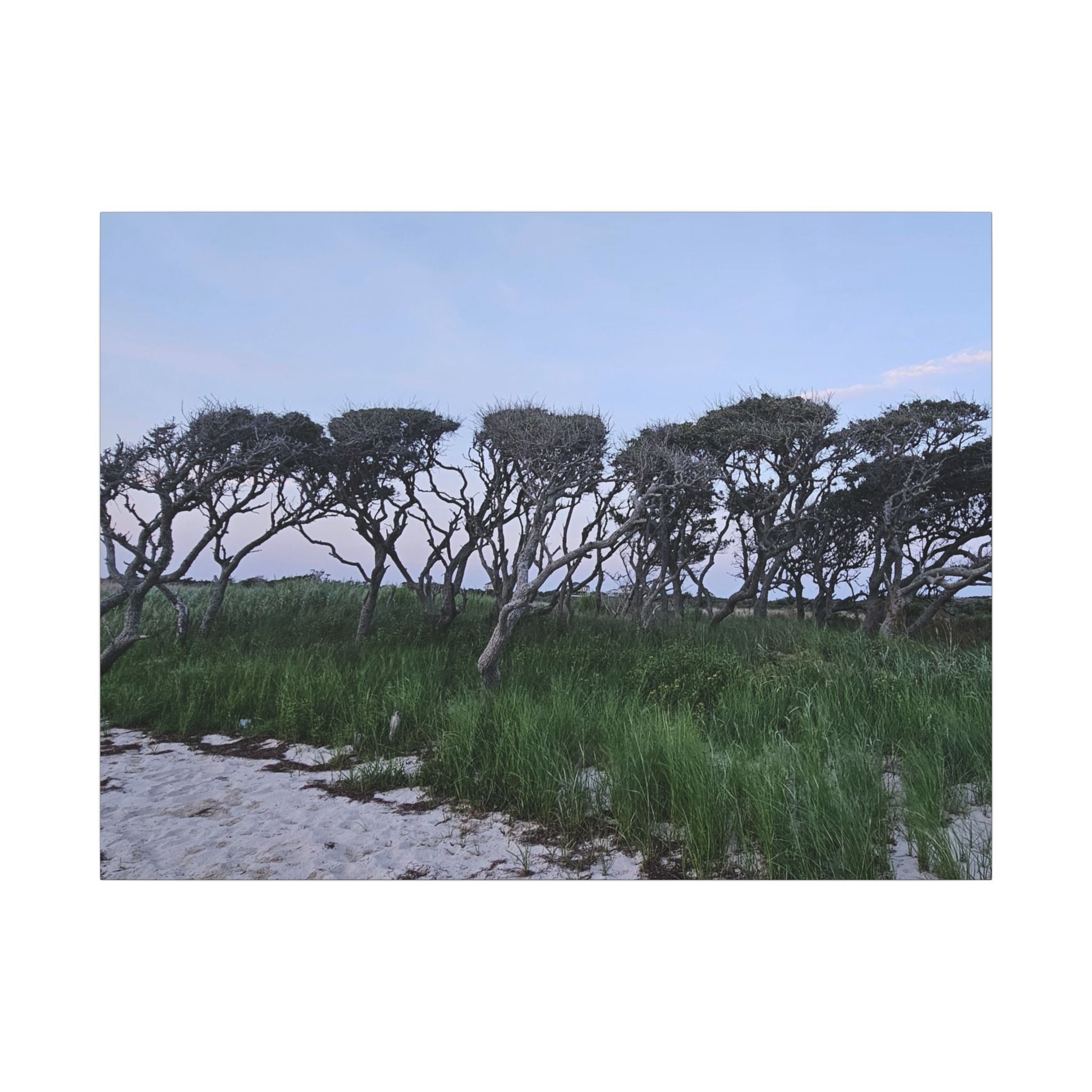 Coastal Windblown Trees Canvas