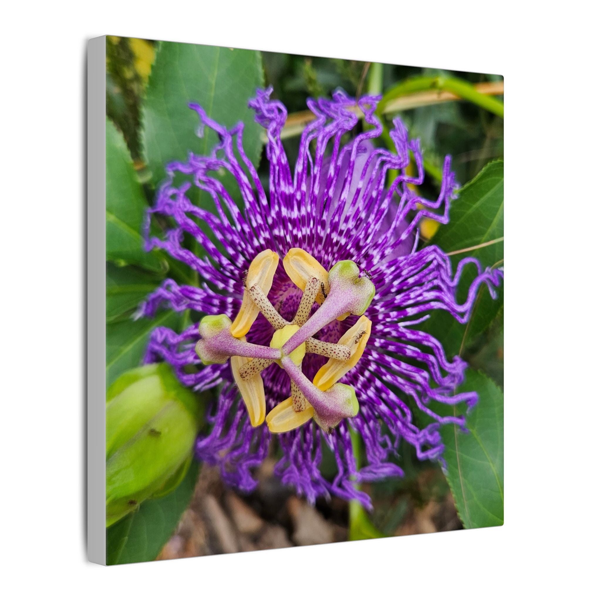 Purple Passionflower Botanical Canvas