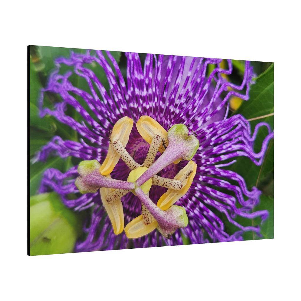 Purple Passionflower Close-Up Matte Canvas Print (Stretched)