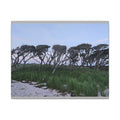 Coastal Windblown Trees Canvas