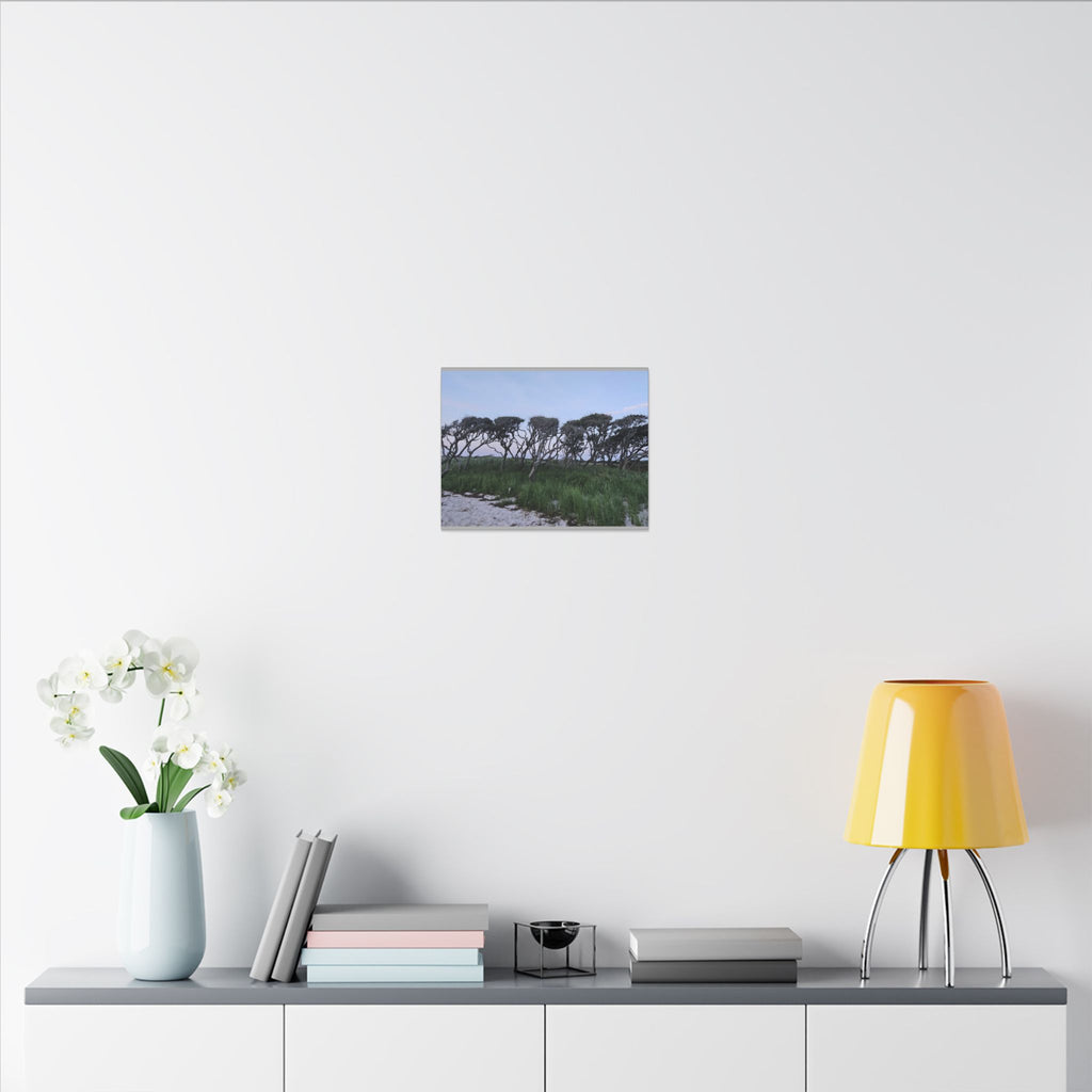 Coastal Windblown Trees Canvas