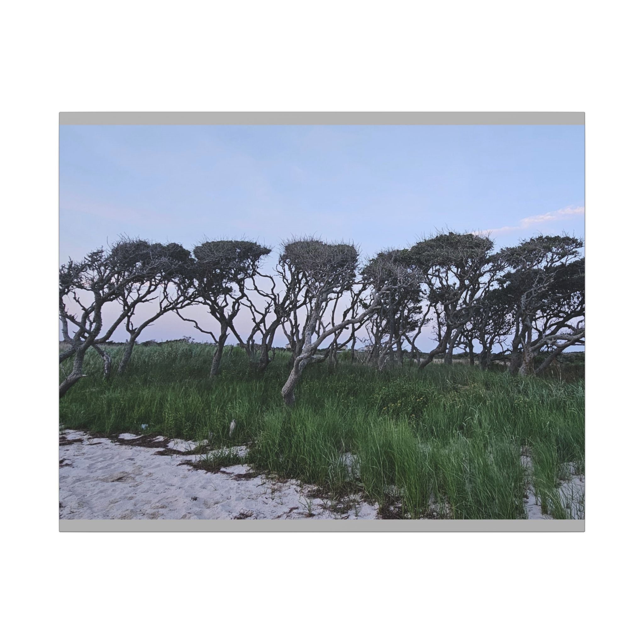Coastal Windblown Trees Canvas