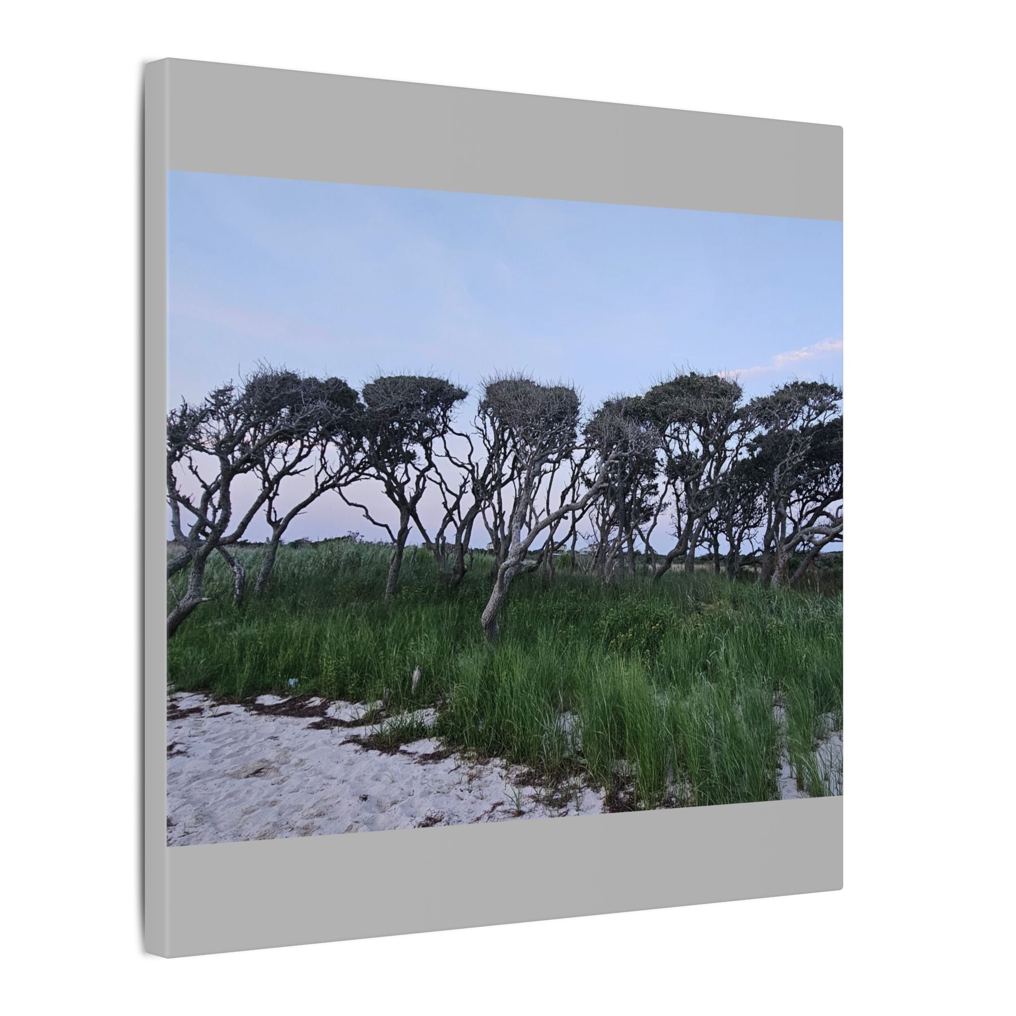 Coastal Windblown Trees Canvas