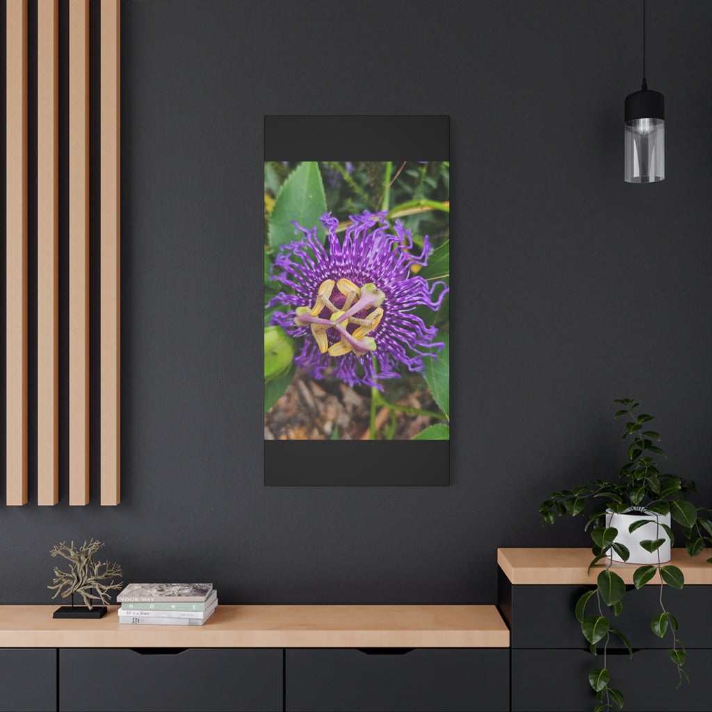 Purple Passionflower Close-Up Matte Canvas Print (Stretched)