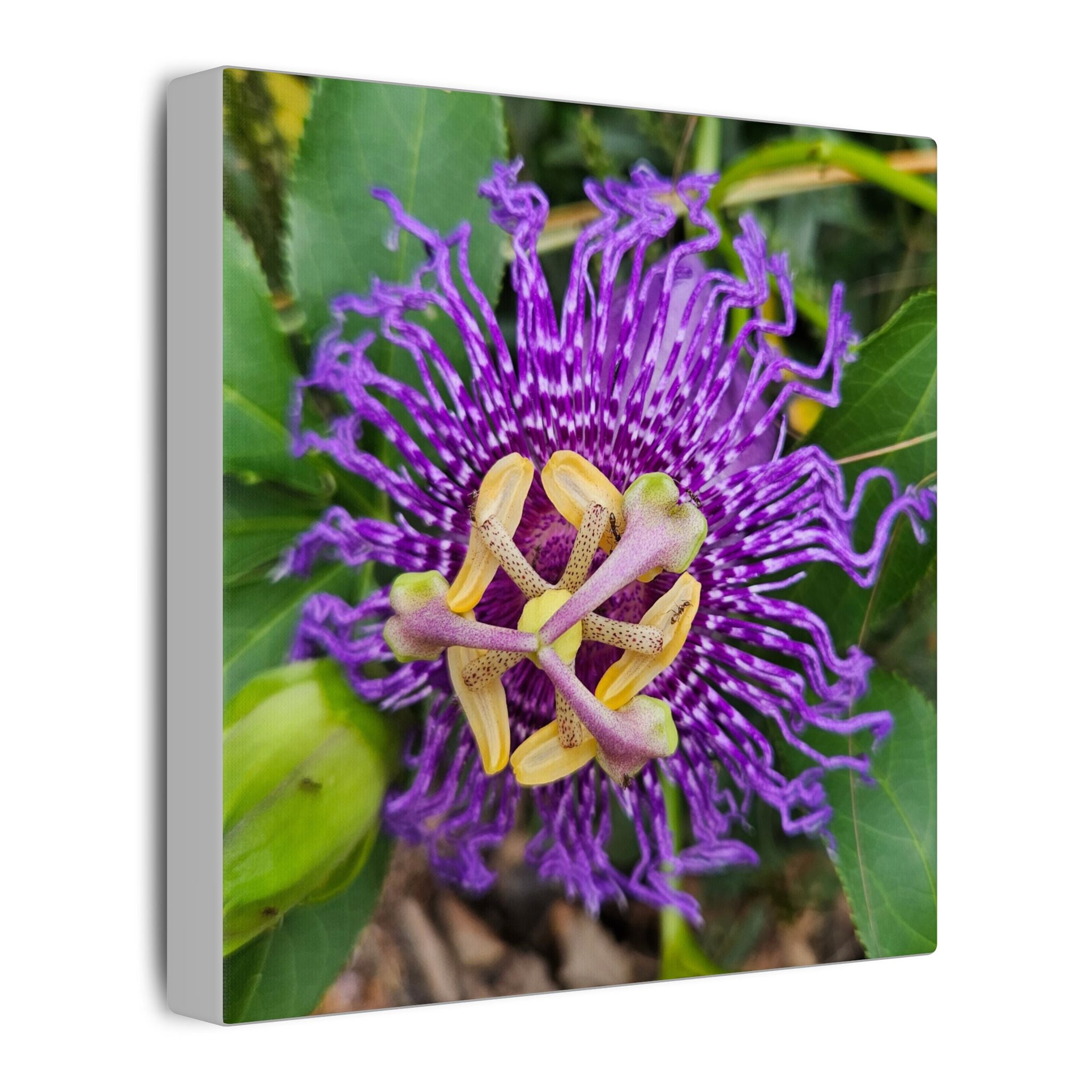 Purple Passionflower Botanical Canvas