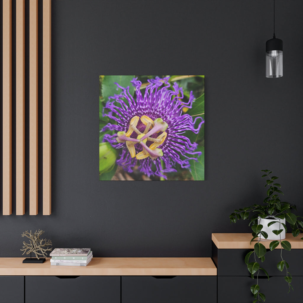Purple Passionflower Close-Up Matte Canvas Print (Stretched)