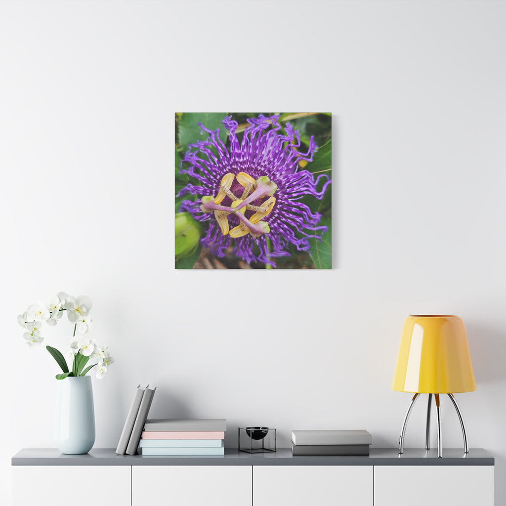 Purple Passionflower Close-Up Matte Canvas Print (Stretched)