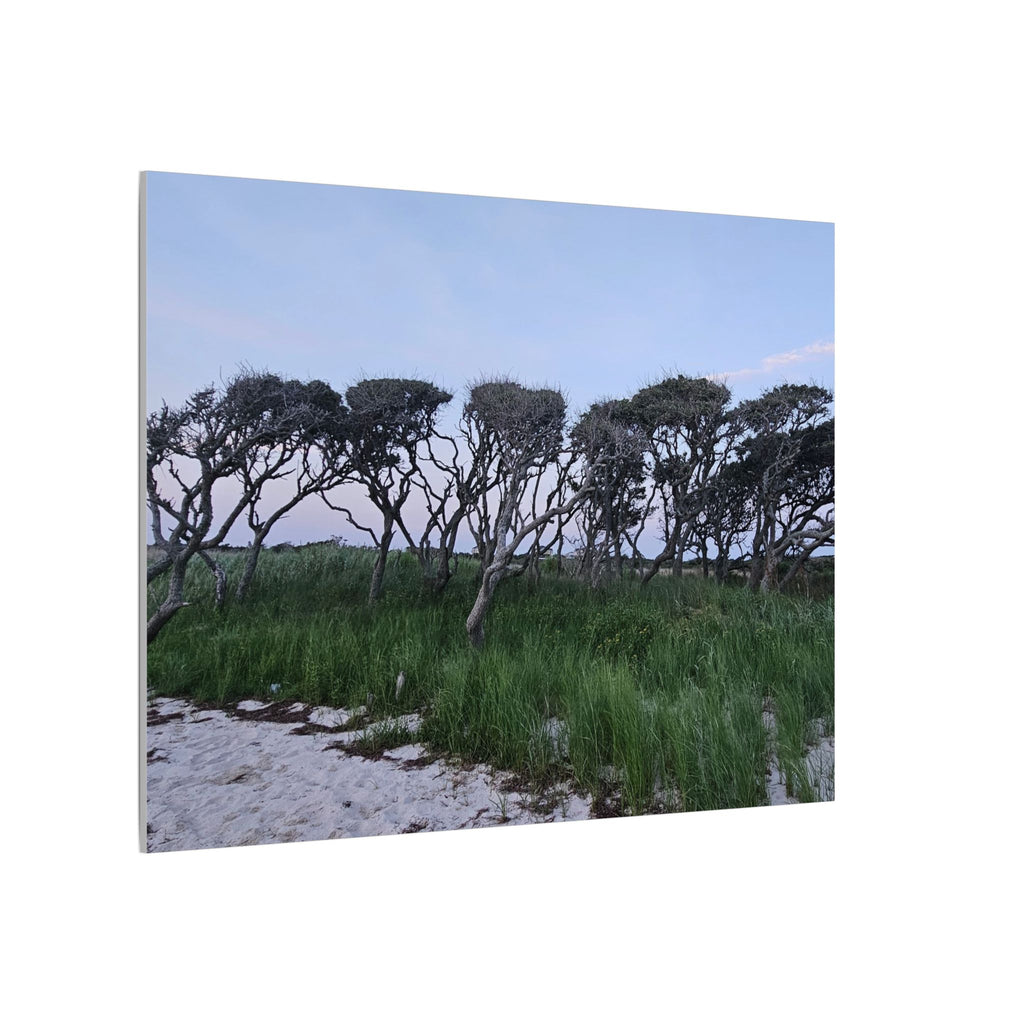 Coastal Windblown Trees Canvas