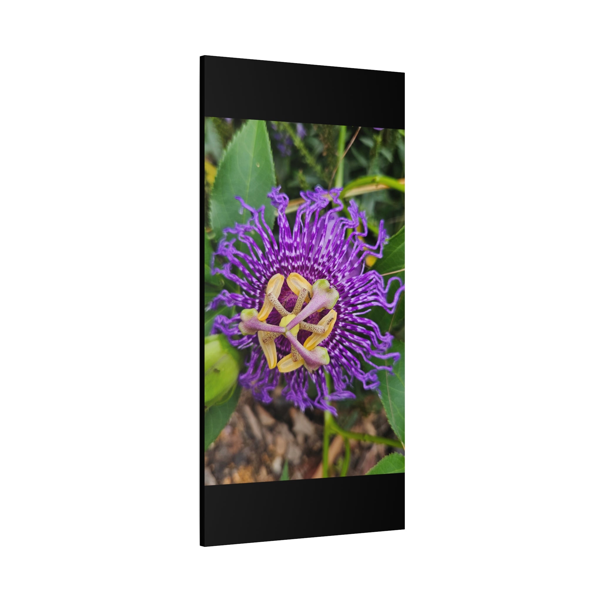 Purple Passionflower Close-Up Matte Canvas Print (Stretched)