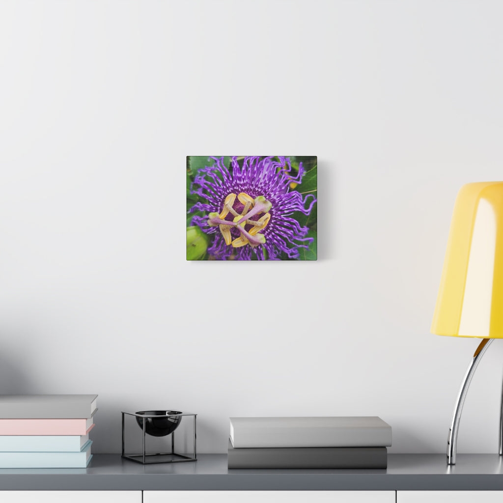 Purple Passionflower Close-Up Matte Canvas Print (Stretched)