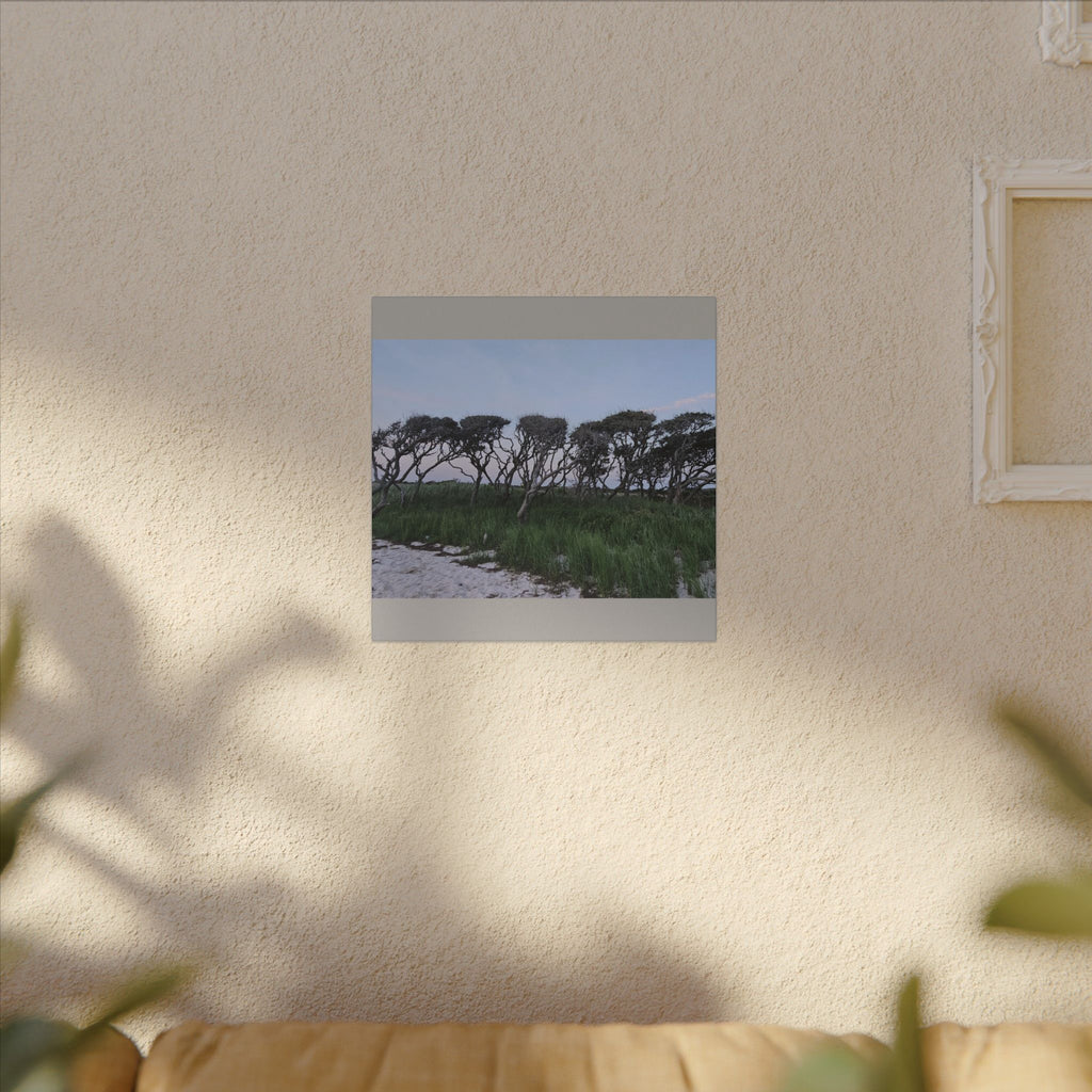 Coastal Windblown Trees Canvas