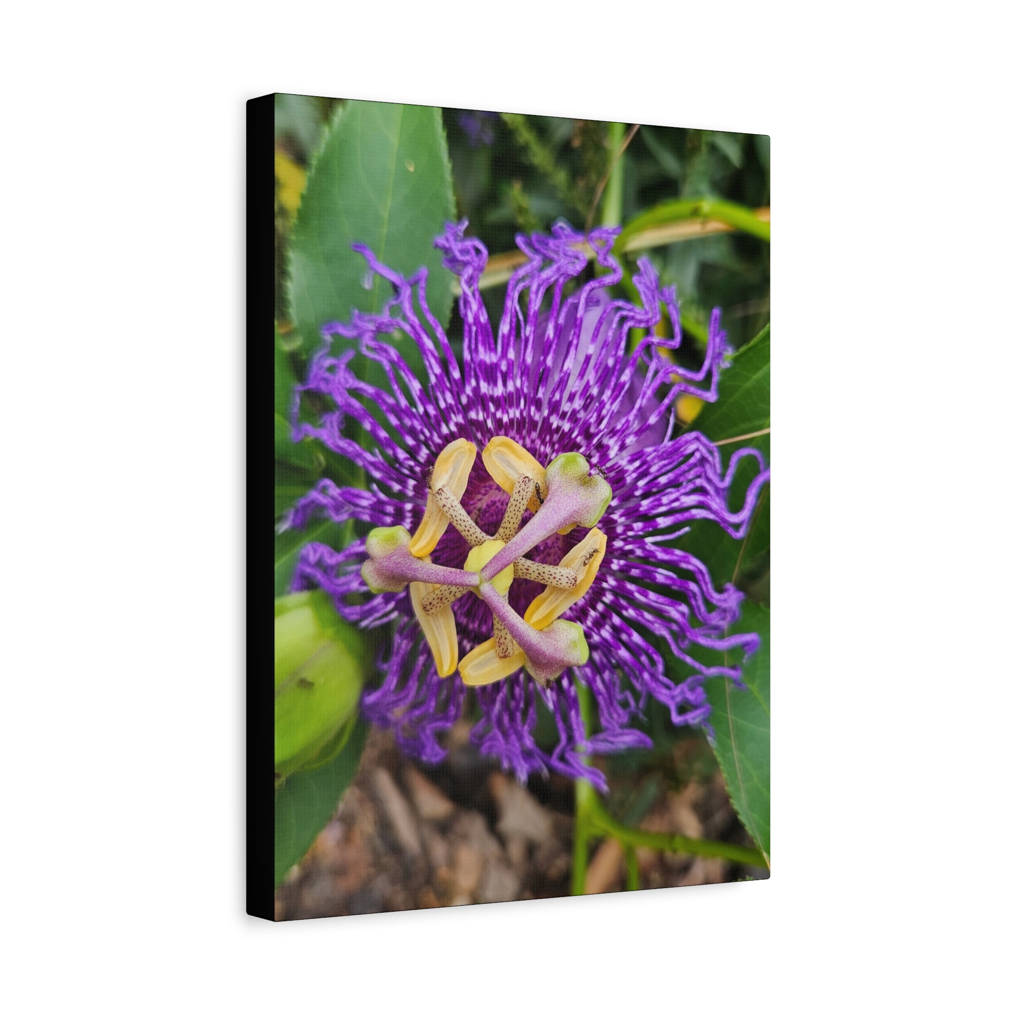 Purple Passionflower Close-Up Matte Canvas Print (Stretched)