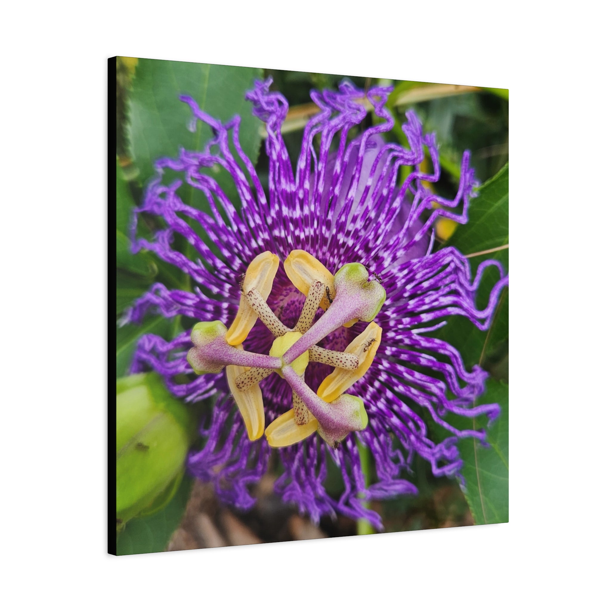 Purple Passionflower Close-Up Matte Canvas Print (Stretched)