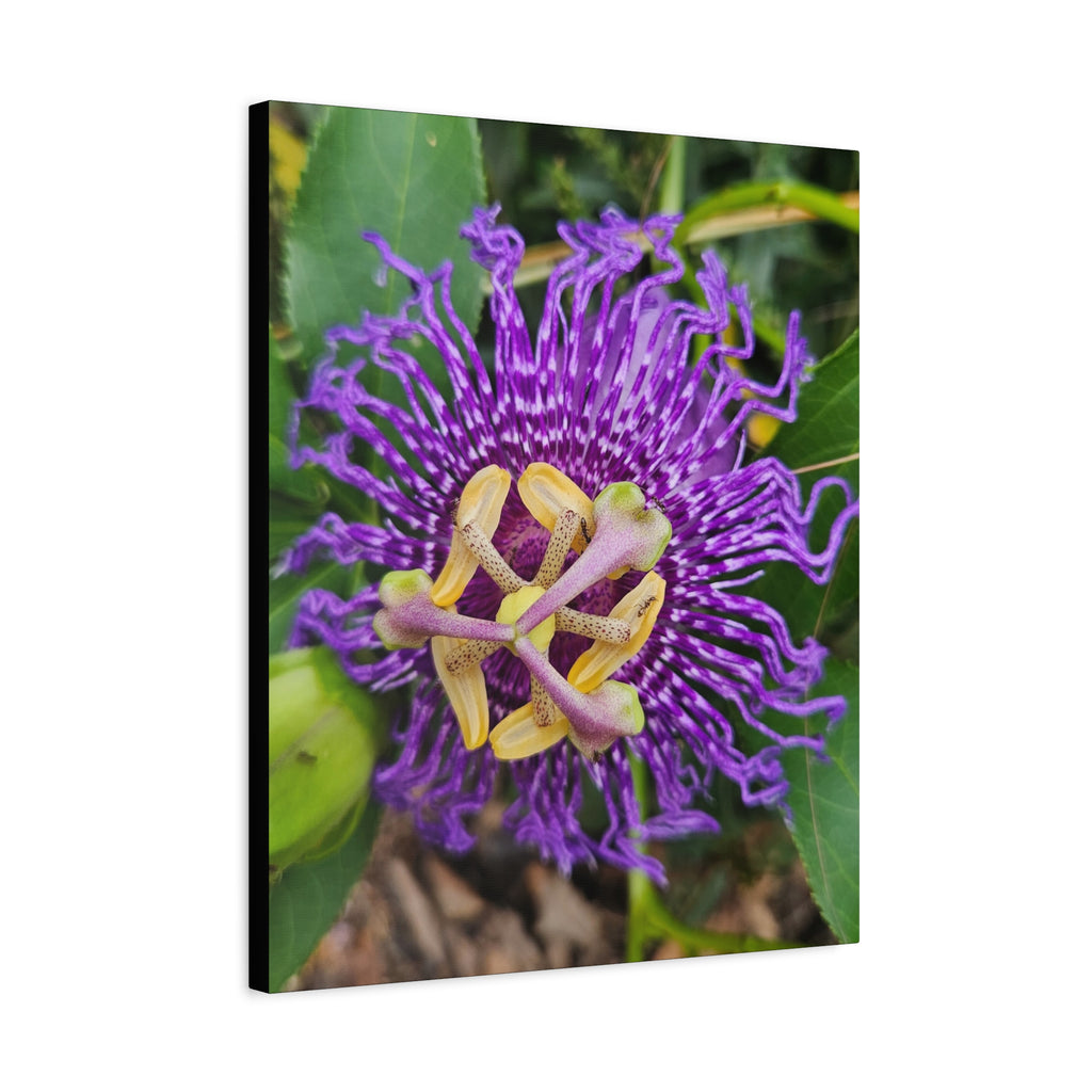 Purple Passionflower Close-Up Matte Canvas Print (Stretched)