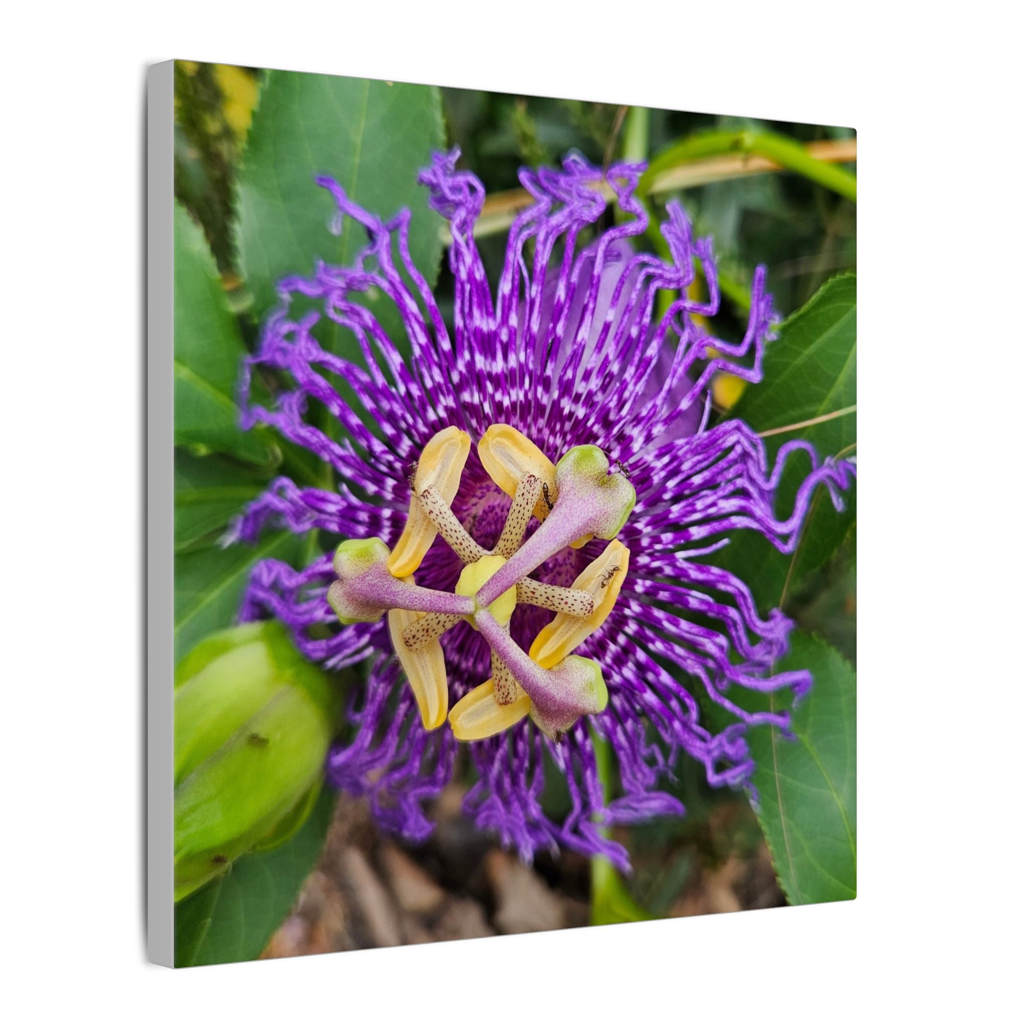 Purple Passionflower Botanical Canvas