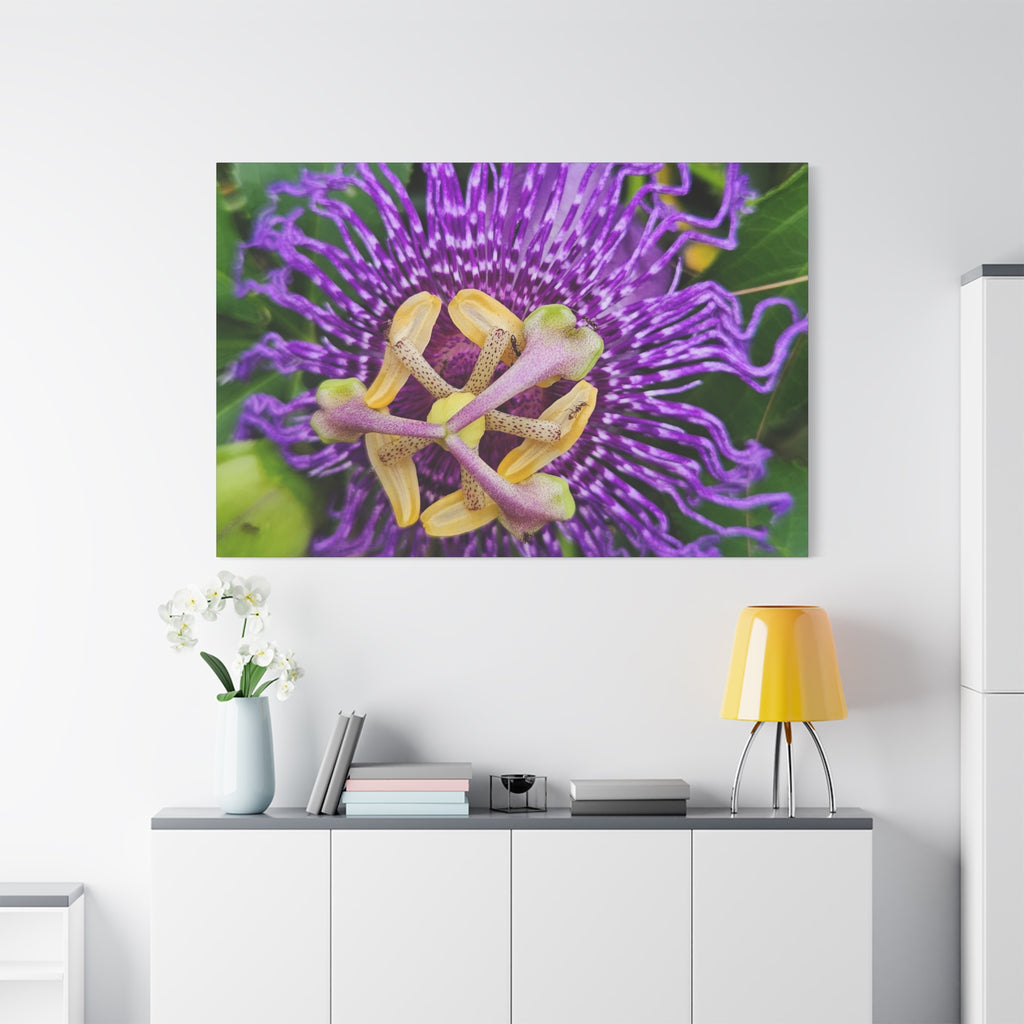 Purple Passionflower Close-Up Matte Canvas Print (Stretched)