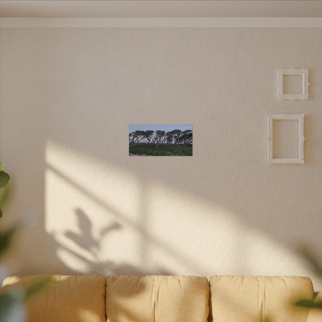 Coastal Windblown Trees Canvas