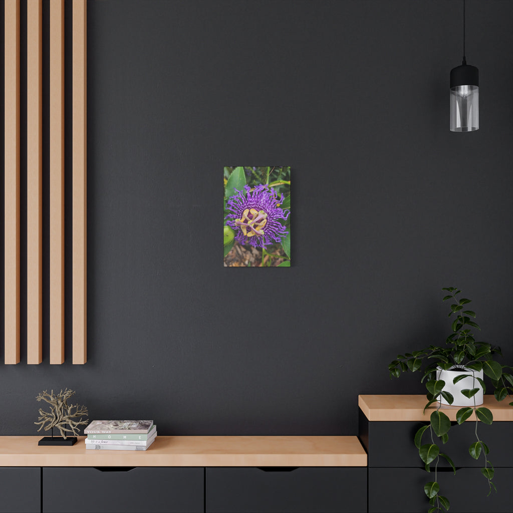 Purple Passionflower Close-Up Matte Canvas Print (Stretched)