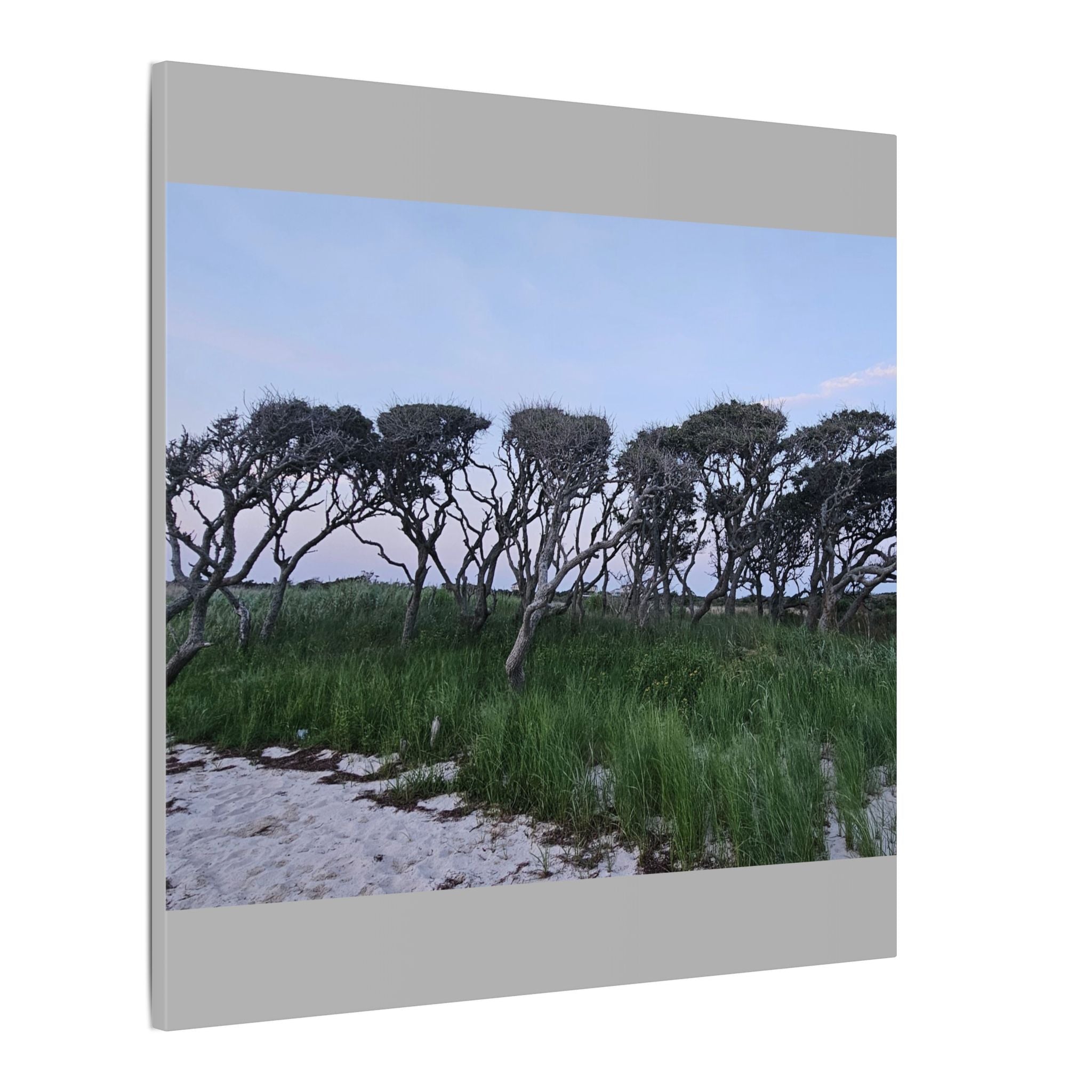 Coastal Windblown Trees Canvas